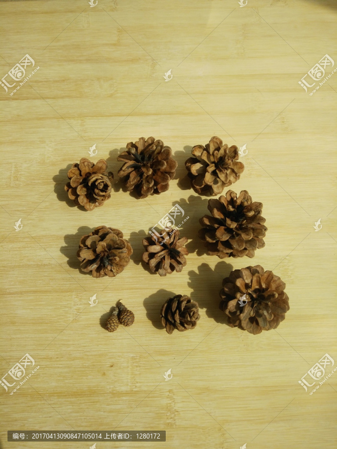 松子,松果,松樹,果實,素材