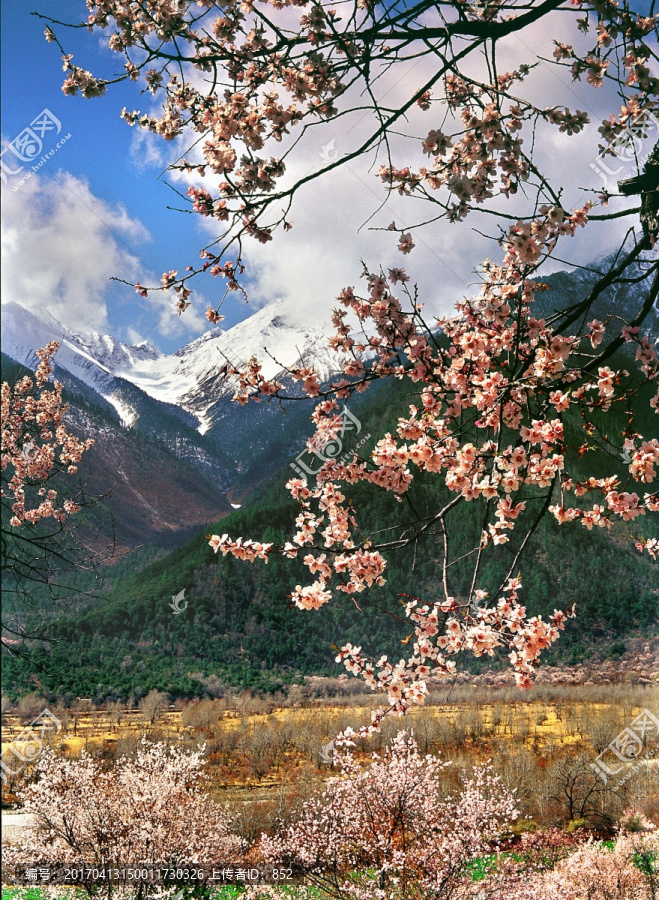 西藏林芝桃花林