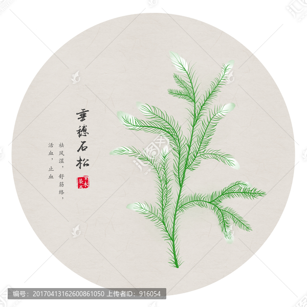 垂穗石松,手繪垂穗石松