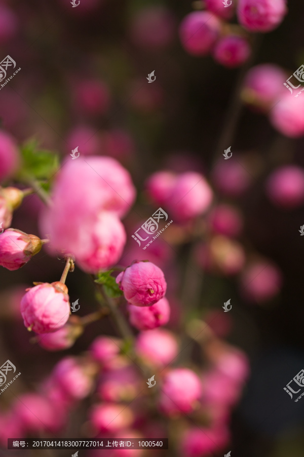 桃花樱花