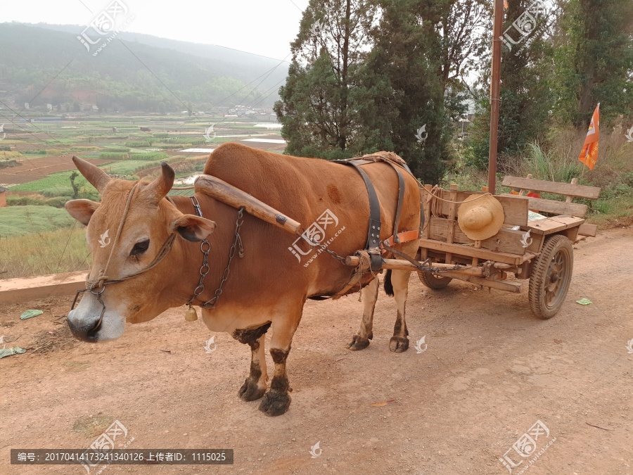 黄牛拉车