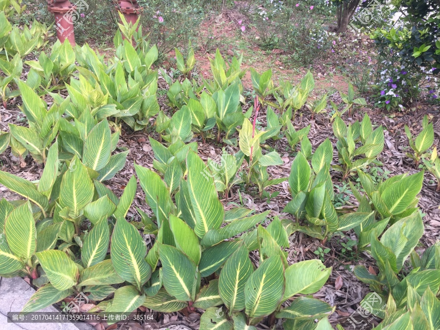 绿色植物