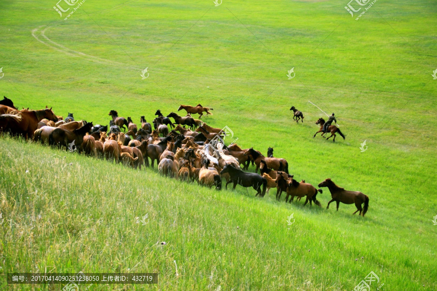草原蒙古族套马