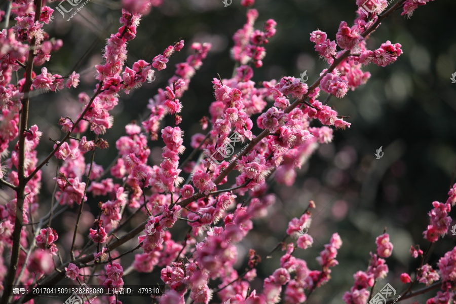 梅花,花,粉色,梅林,开花