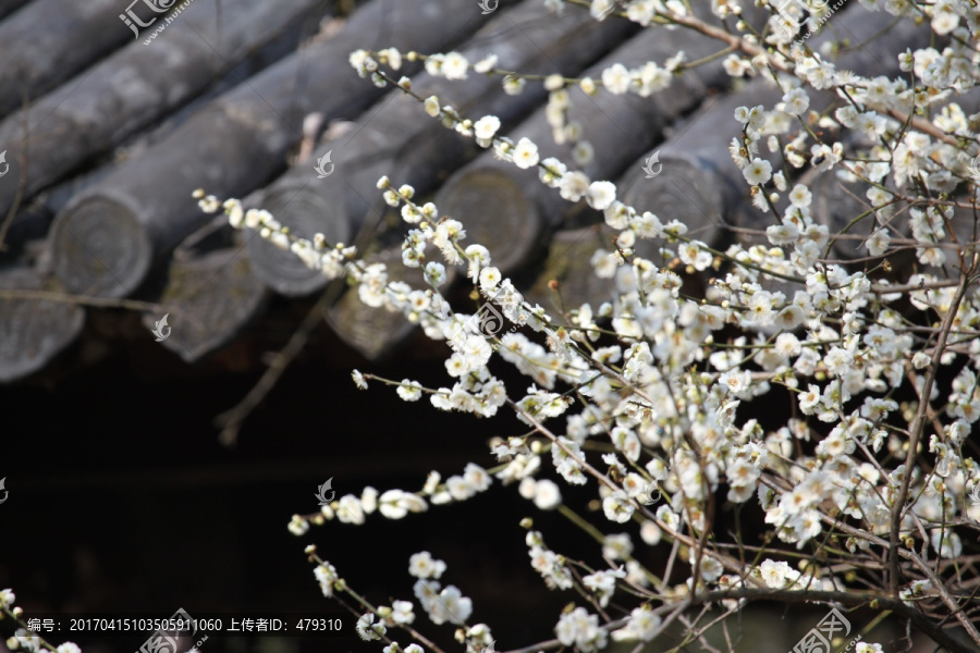 梅花,花,粉色