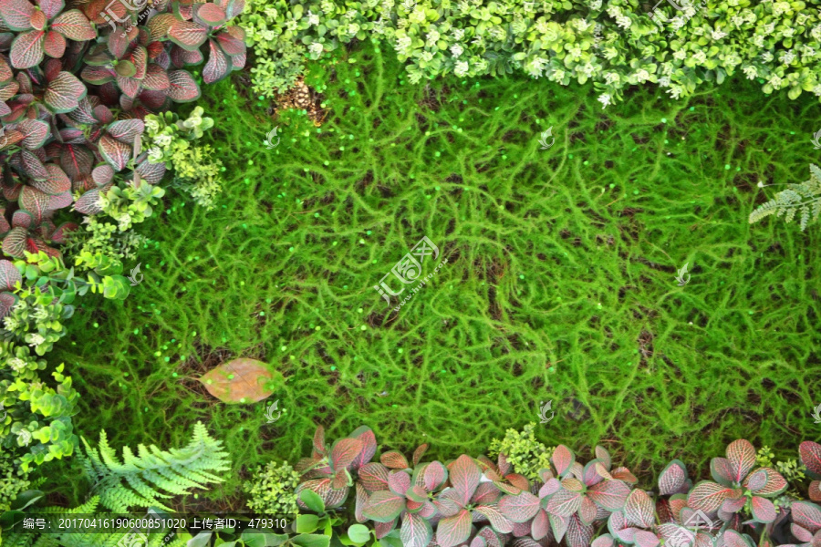 绿色植物墙,植物墙,花卉墙