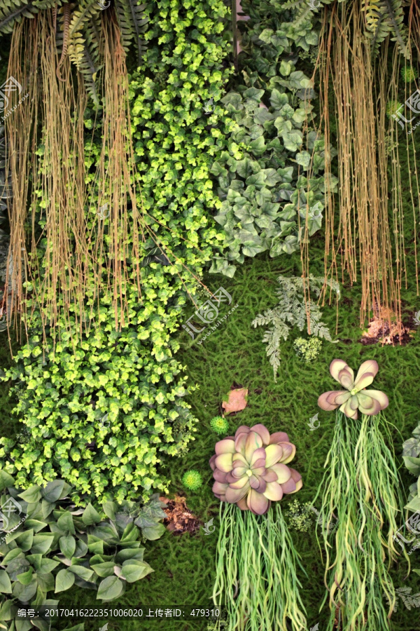 绿色植物墙,植物墙