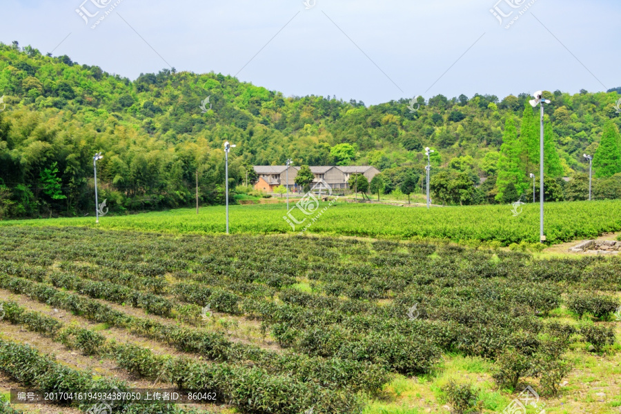 茶叶农田,绿色,农村,茶树植物