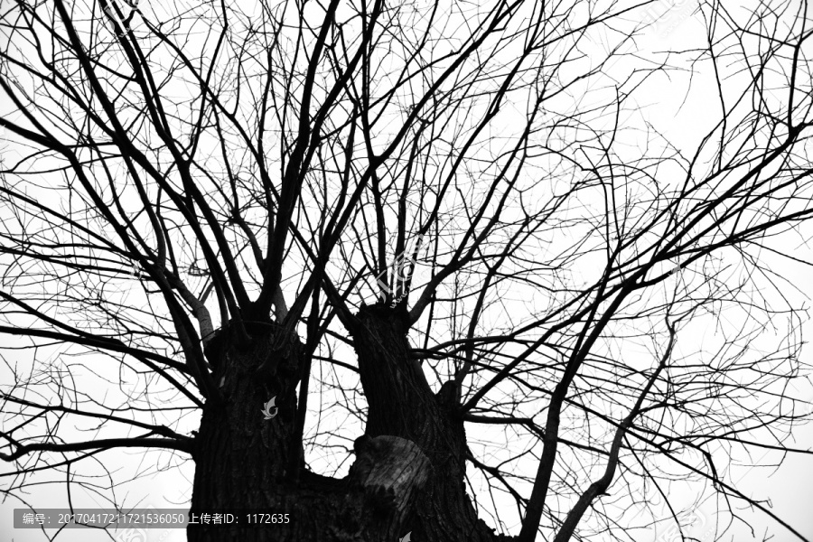 冬天的树,干枯树枝,树枝剪影