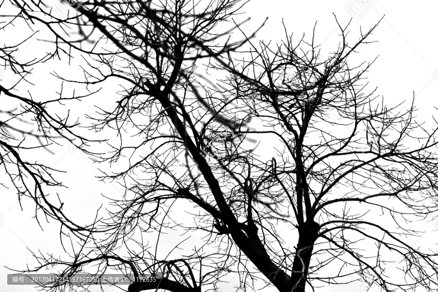 干枯树枝,树枝剪影,冬日的树