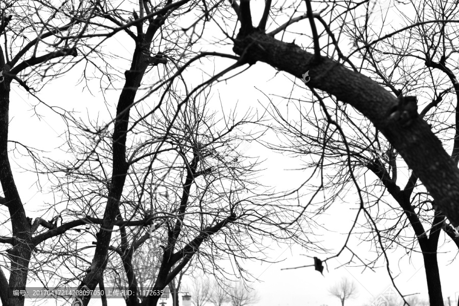 干枯树枝,树枝剪影,冬天的树