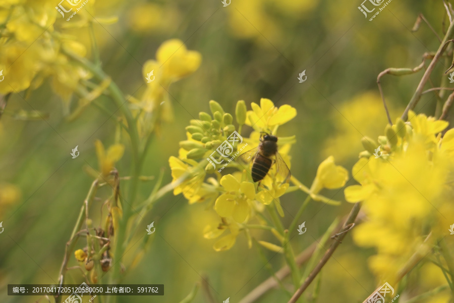 油菜花