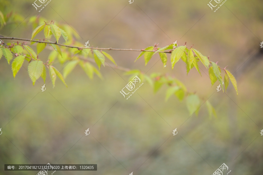 芽枝