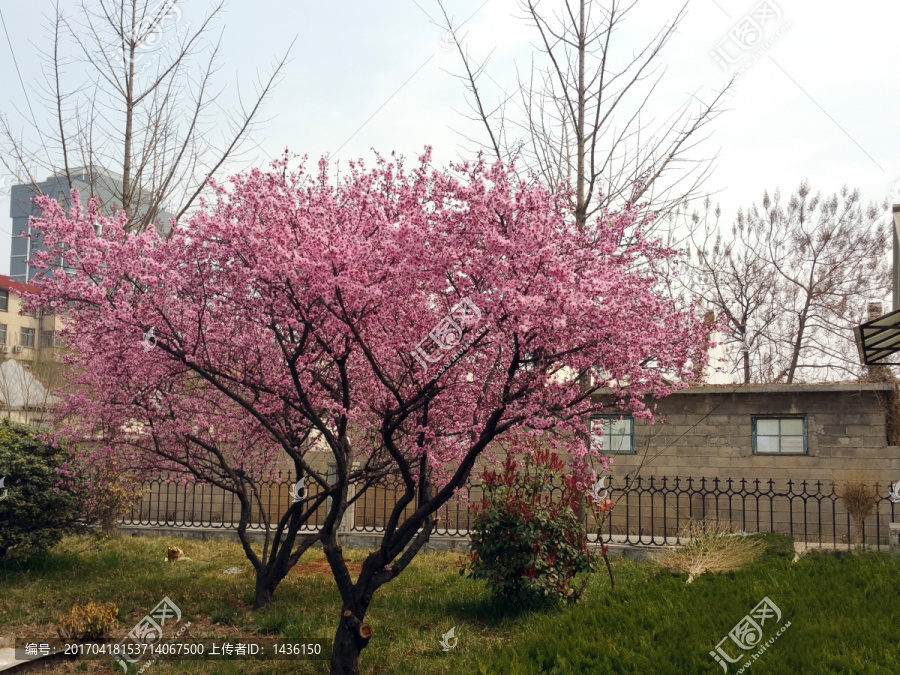 樱花树,,,,庭院樱花