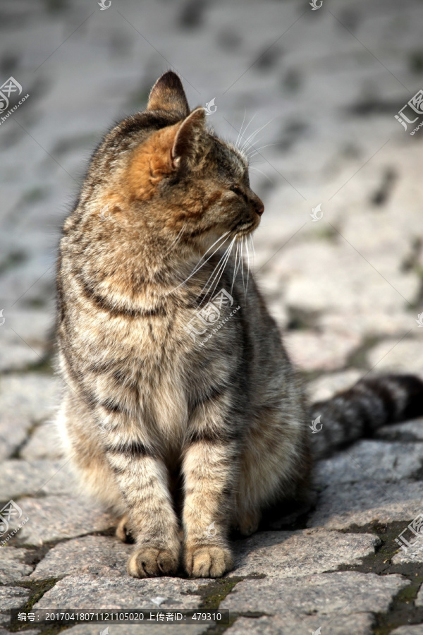 貓,寵物,小貓,貓咪-匯圖網(wǎng) fosd68.com 貓,寵物,小貓,貓咪