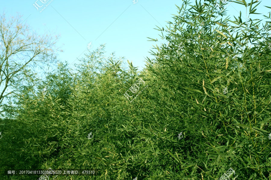 竹林,竹子,高清竹子