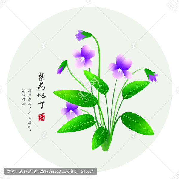 紫花地丁,手绘野堇菜