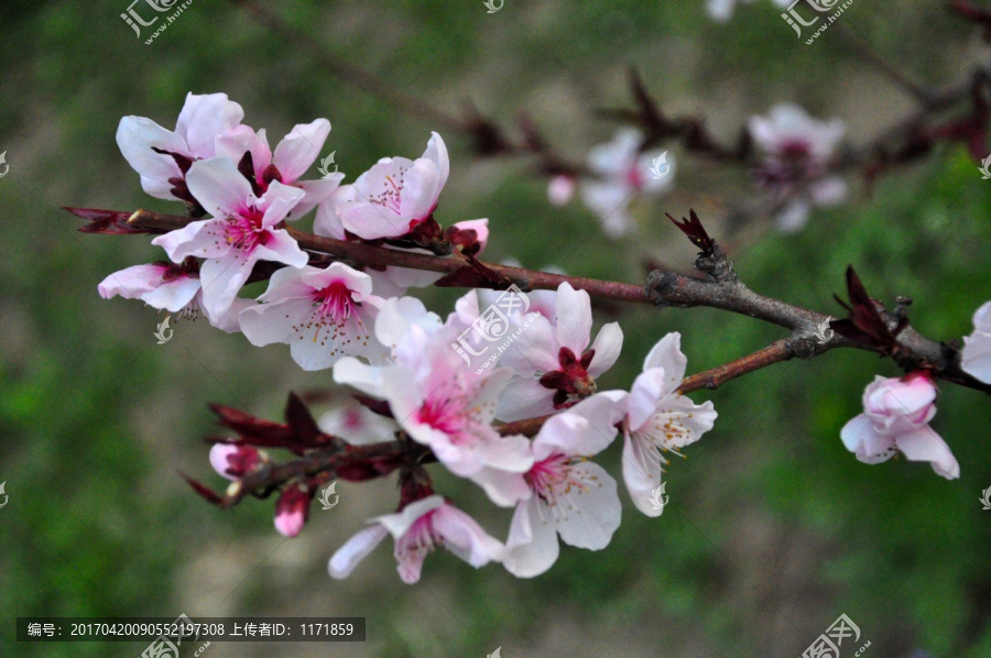 桃花春天