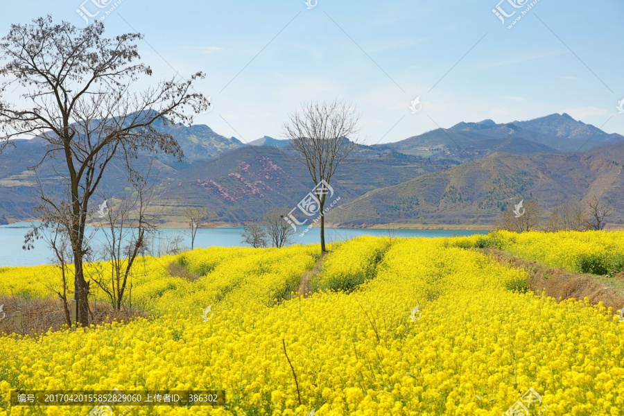 油菜花地