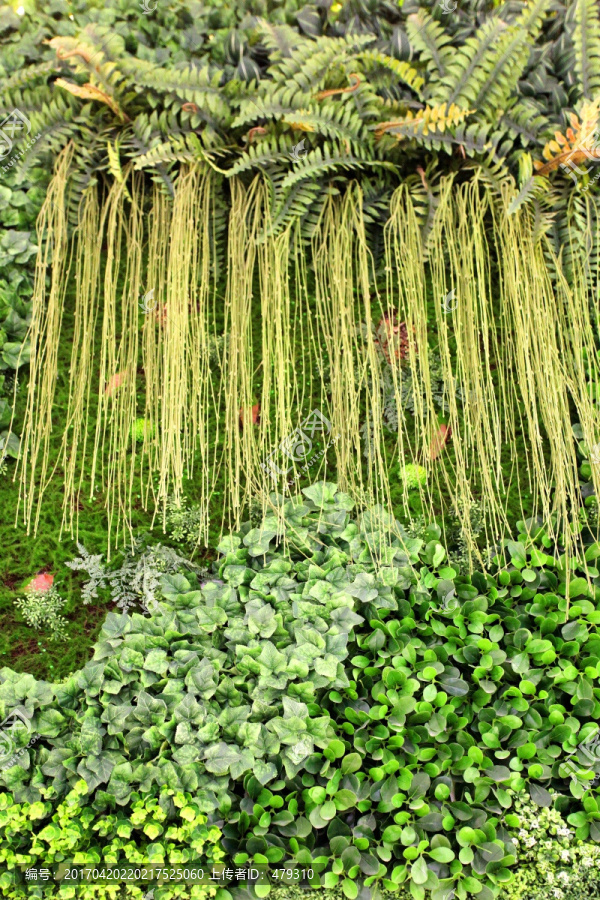 绿色植物墙,植物墙,花卉墙