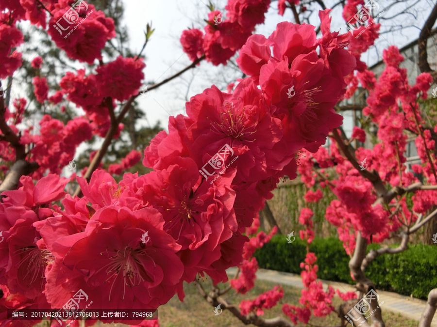 桃花,桃花背景