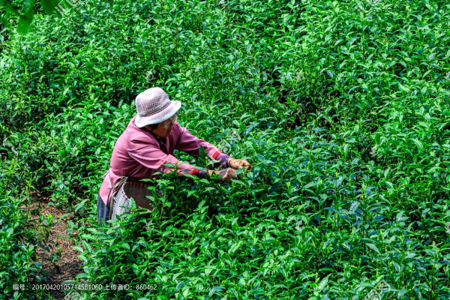 采茶人,茶叶生产