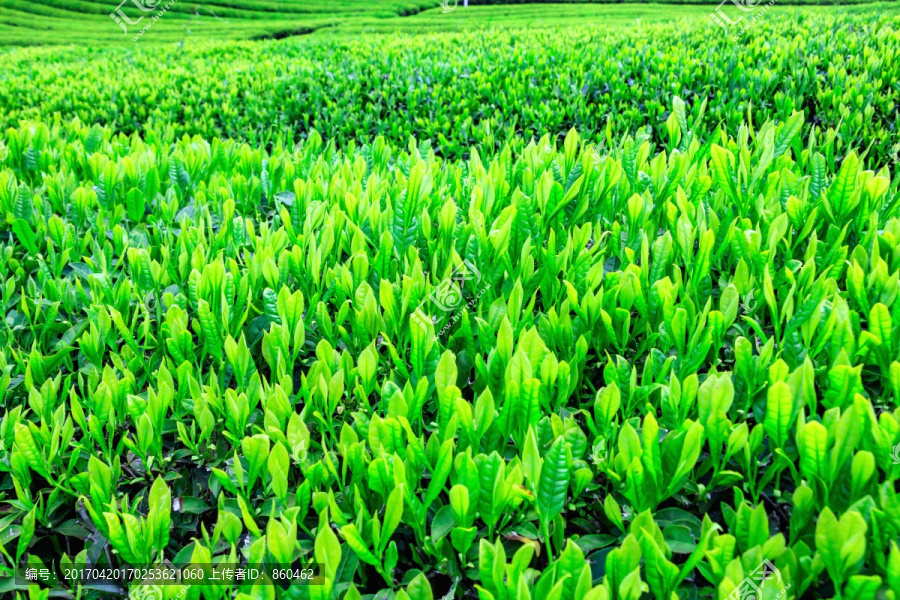 茶叶产区,茶叶生产,新茶绿叶