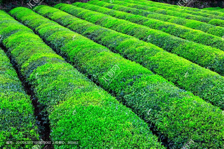 茶园,春茶,茶山,茶叶,茶树