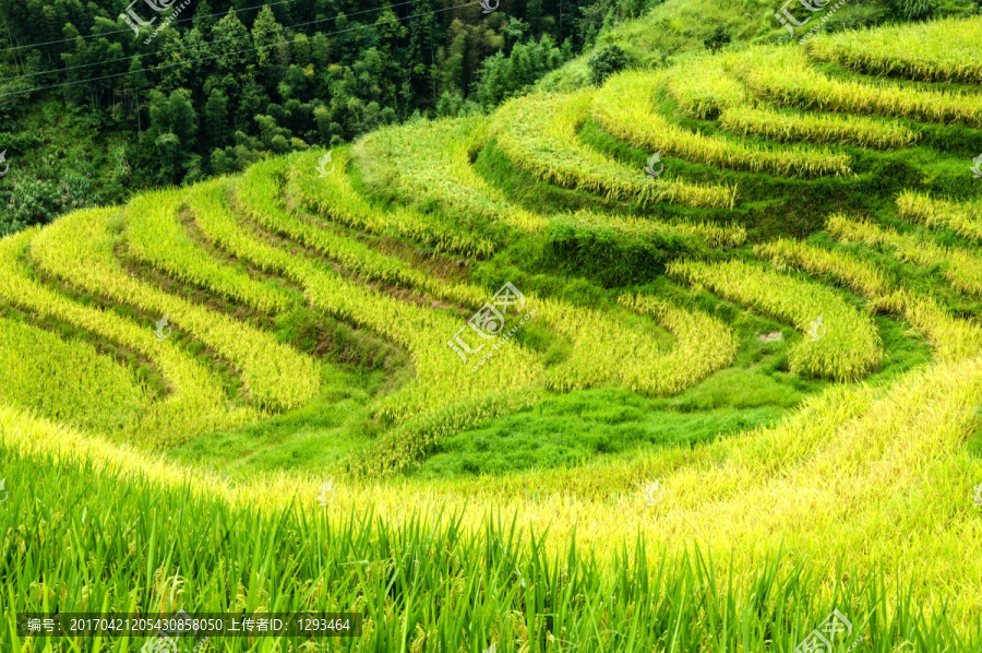 龙胜梯田