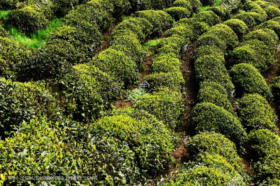 高山茶