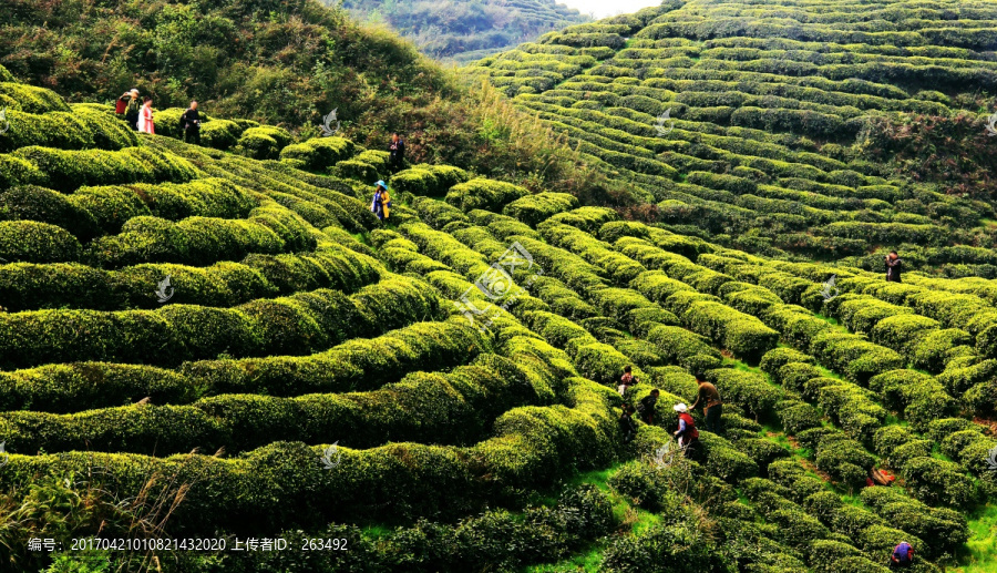 荥经塔子山茶园