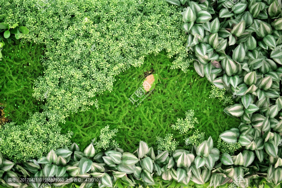 绿色植物墙,植物墙,花卉墙,绿