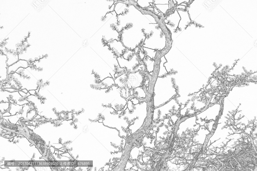 桃樹花開素描圖