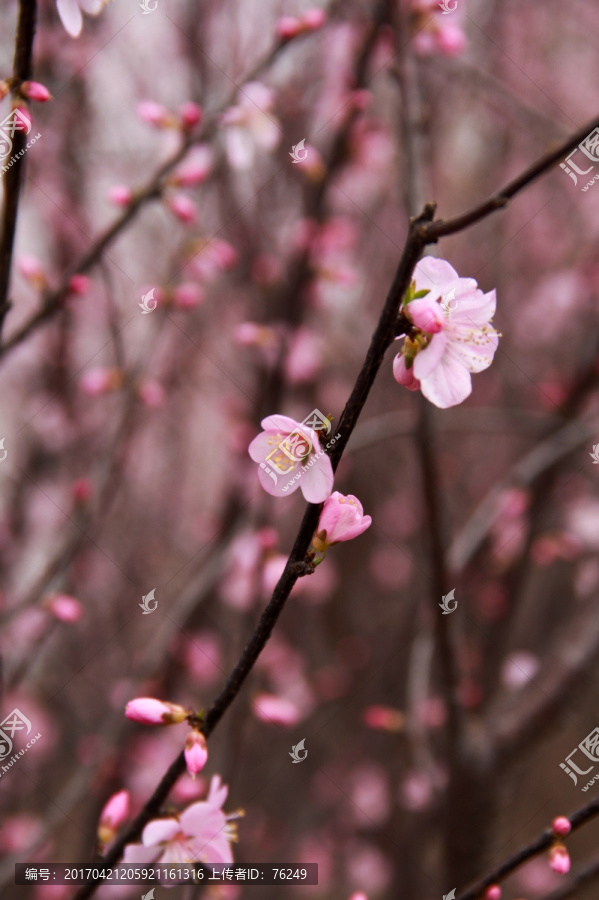 粉色梅花春天粉色花朵植物摄影