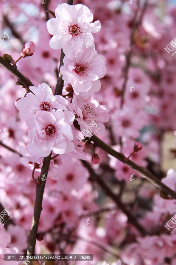 粉色樱花烂漫樱花摄影图片素材