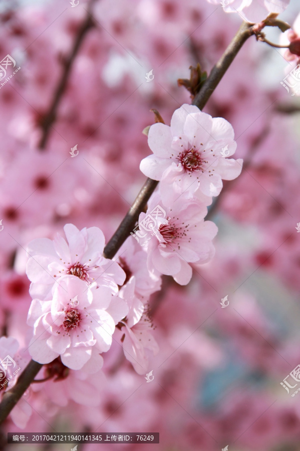 粉色樱花烂漫樱花摄影图片素材