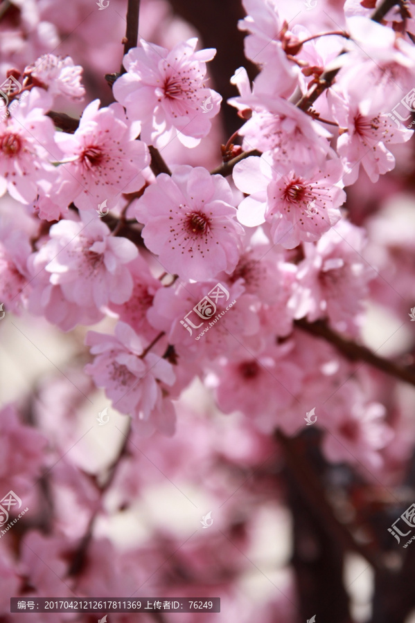 粉色樱花烂漫樱花摄影图片素材