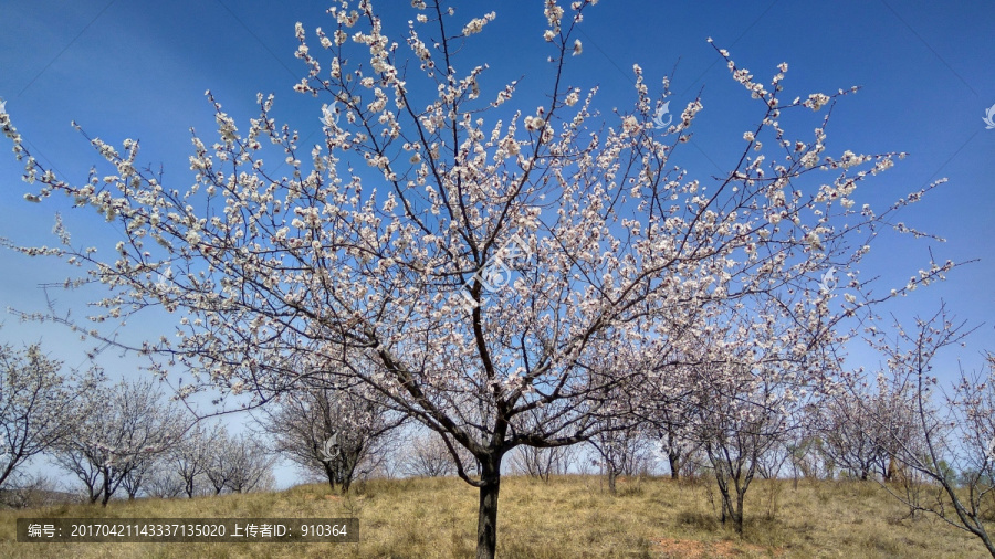 一颗杏花树，春色