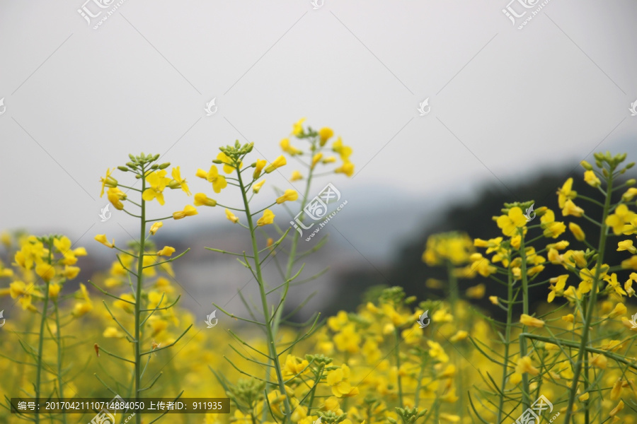 油菜花