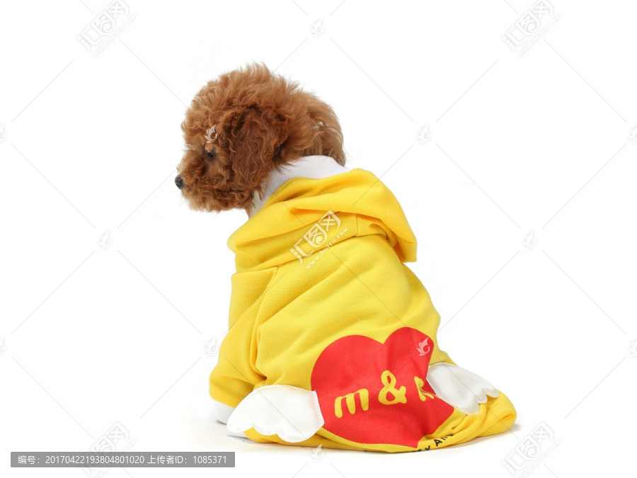 穿衣服的泰迪犬