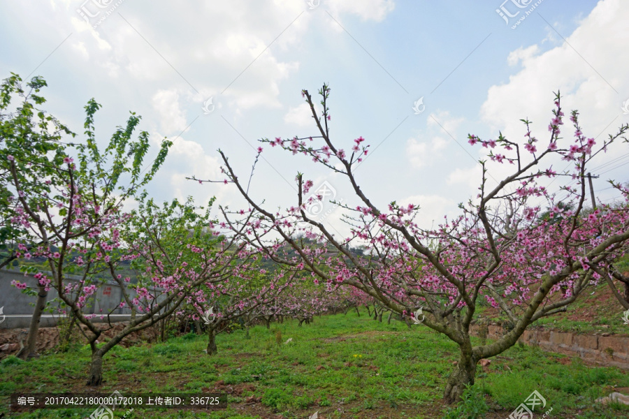 田园风光,郊外桃花盛开