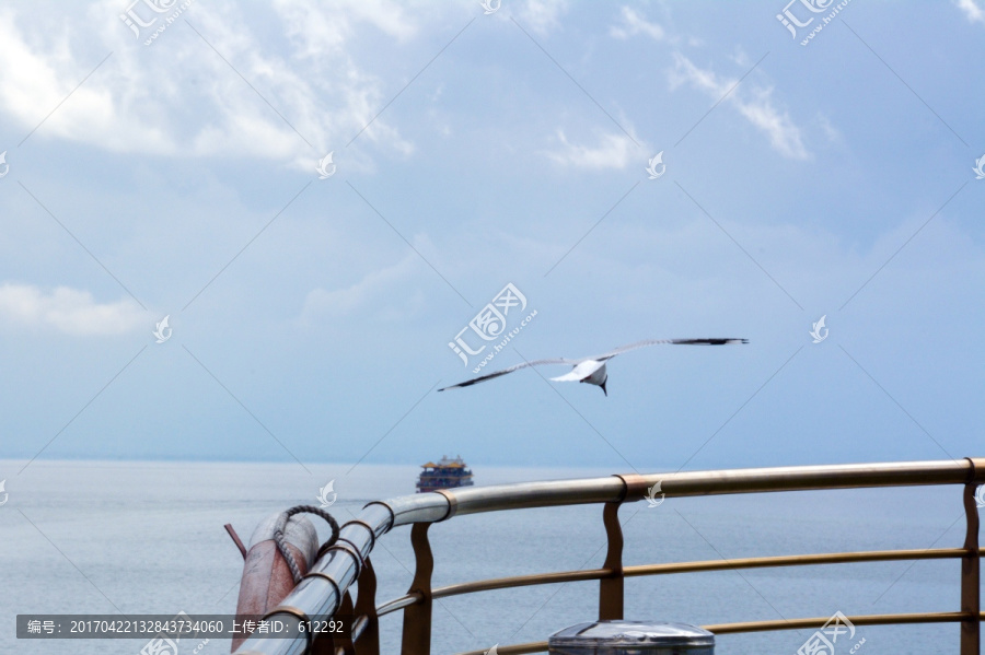 游船,海鸥,天空