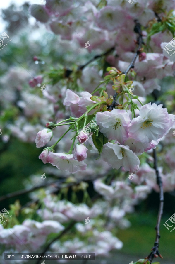 鼋头渚樱花