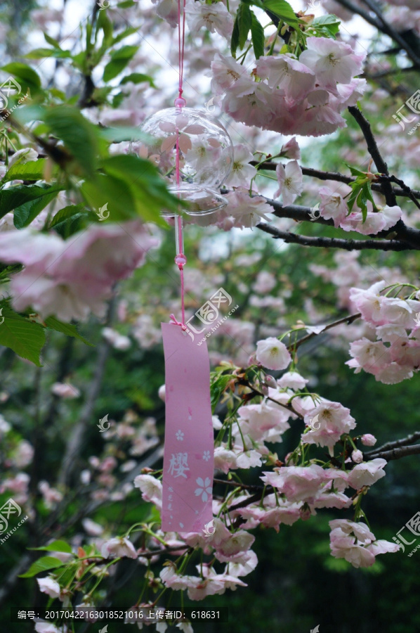 鼋头渚樱花