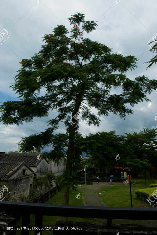 松树