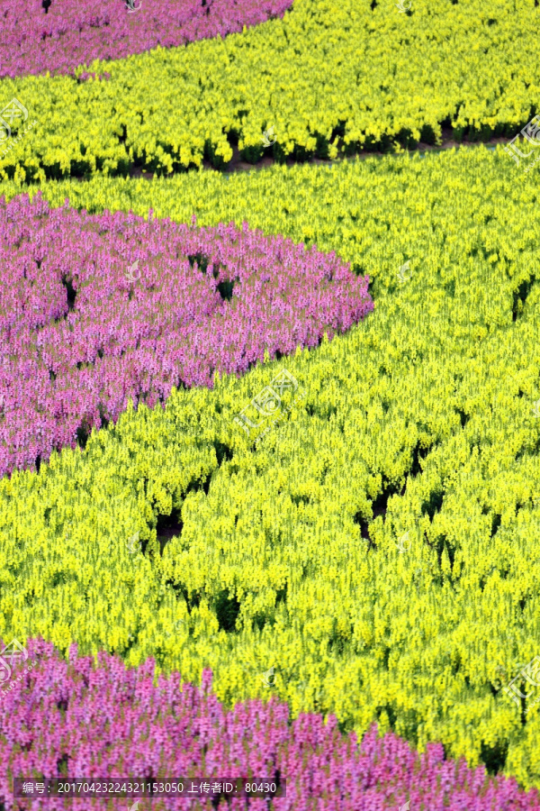 周浦花海,周浦,花海,彩虹花海