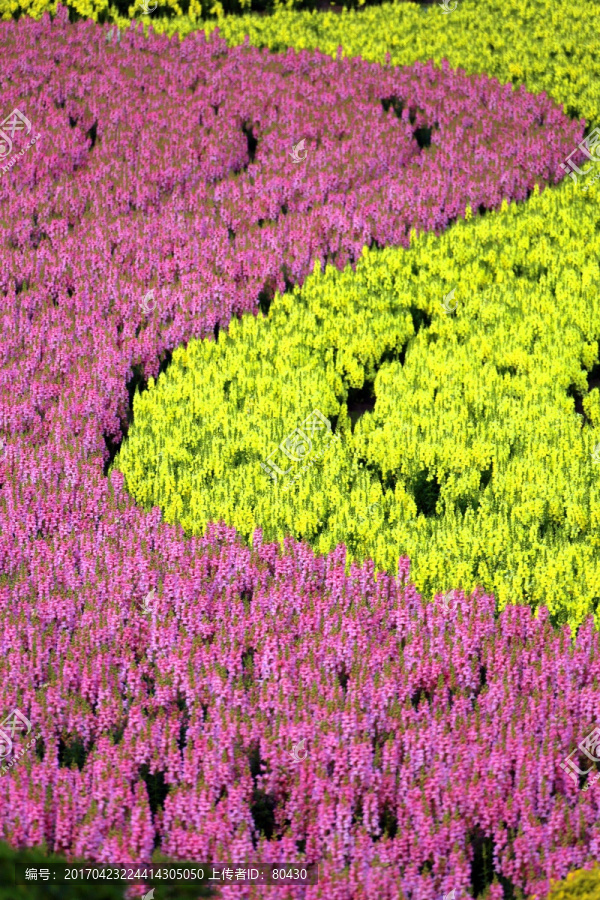 周浦花海,周浦,花海,彩虹花海