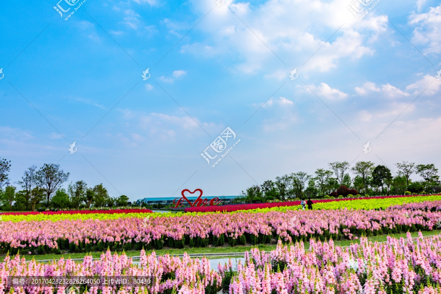 周浦花海傍晚风光