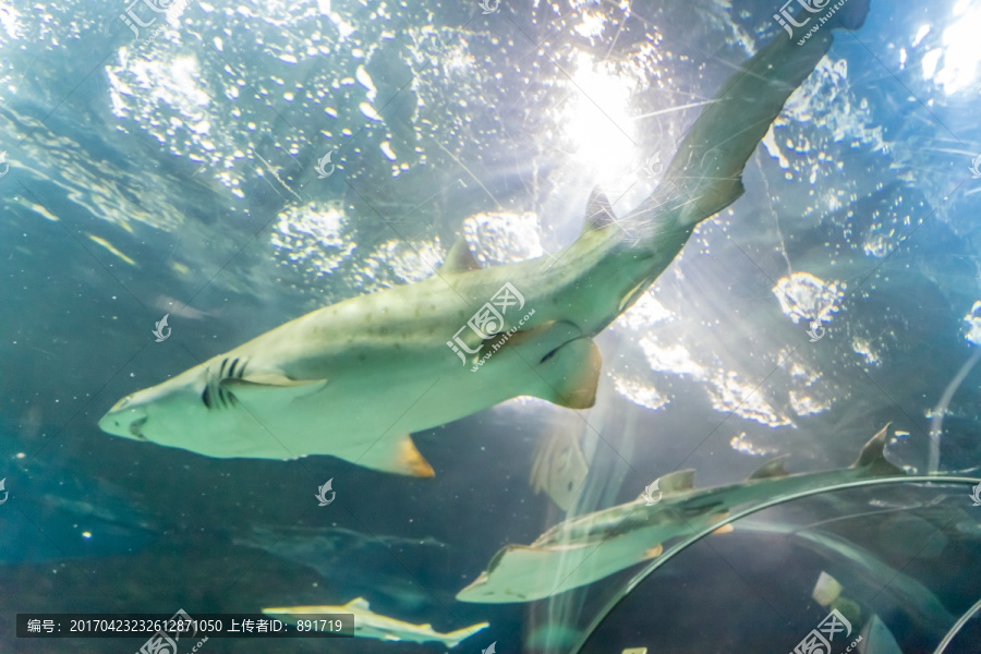 海洋公园海洋馆,海底世界大鲨鱼