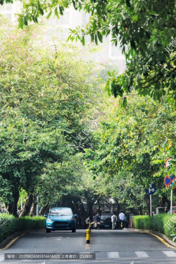 林荫道路,城市绿化